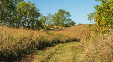 130 Acres of Prime Hunting Land in New Albin, IA - image 14
