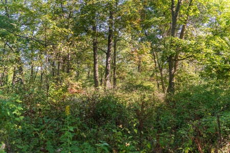 130 Acres of Prime Hunting Land in New Albin, IA - image 13