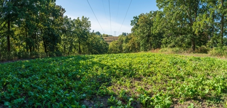 130 Acres of Prime Hunting Land in New Albin, IA - image 18