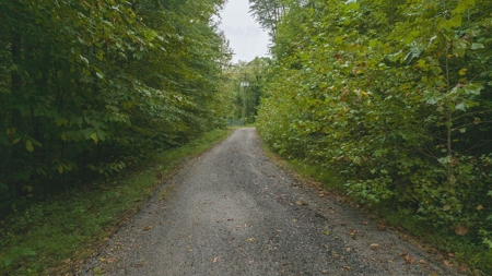 Large Wooded Tract for Sale in Danville VA - image 3