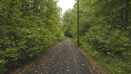 Large Wooded Tract for Sale in Danville VA - image 1