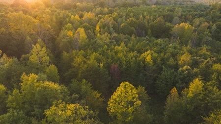 Large Wooded Tract for Sale in Danville VA - image 14