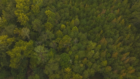 Large Wooded Tract for Sale in Danville VA - image 6