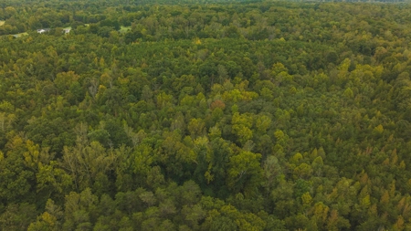 Large Wooded Tract for Sale in Danville VA - image 5