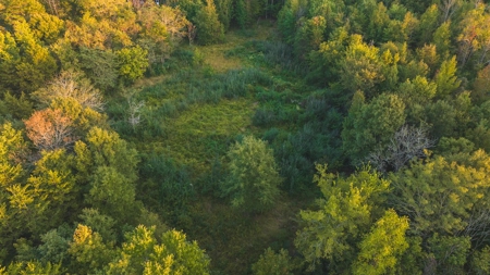 Large Wooded Tract for Sale in Danville VA - image 15