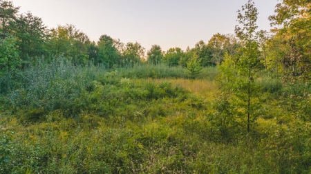 Large Wooded Tract for Sale in Danville VA - image 11