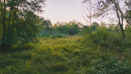 Large Wooded Tract for Sale in Danville VA - image 17
