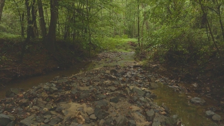 Large Wooded Tract for Sale in Danville VA - image 9