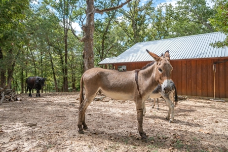 Canton TX Recreational Ranch for Sale Van Zandt Co Near DFW - image 36