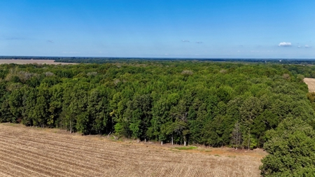 Land Auction  Ballard County, Kentucky Tract #3 - image 6