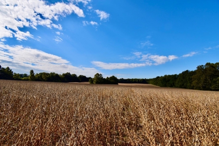 Land Auction in Ballard County, Kentucky Tract #2 - image 10