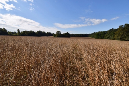 Land Auction in Ballard County, Kentucky Tract #2 - image 11