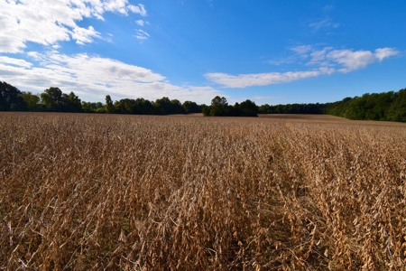 Land Auction in Ballard County, Kentucky Tract #2 - image 12