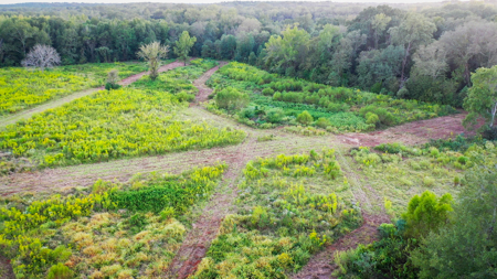 Recreational Hunting Land For Auction in Winnsboro TX - image 7