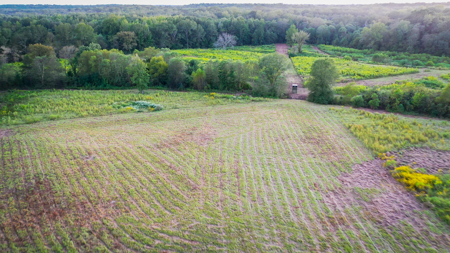 Recreational Hunting Land For Auction in Winnsboro TX - image 8