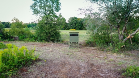 Recreational Hunting Land For Auction in Winnsboro TX - image 4