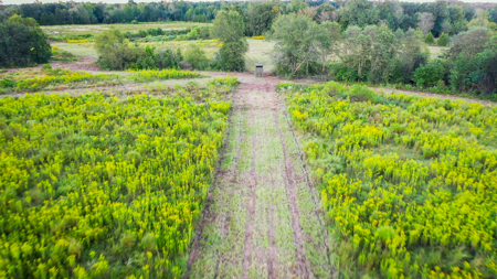 Recreational Hunting Land For Auction in Winnsboro TX - image 5