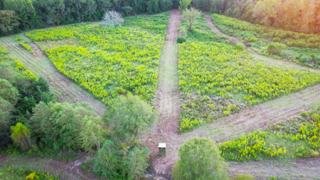 Recreational Hunting Land For Auction in Winnsboro TX - image 17