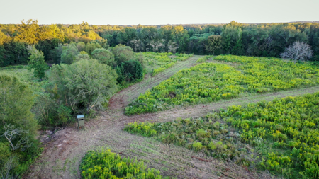 Recreational Hunting Land For Auction in Winnsboro TX - image 19