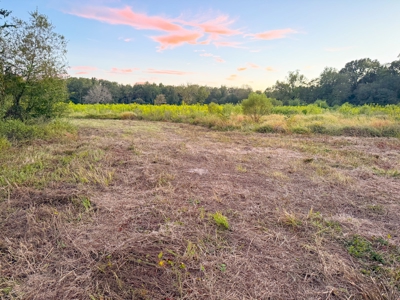 Recreational Hunting Land For Auction in Winnsboro TX - image 35