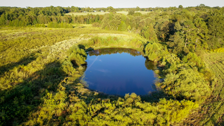 Recreational Hunting Land For Auction in Winnsboro TX - image 35