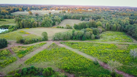 Recreational Hunting Land For Auction in Winnsboro TX - image 3