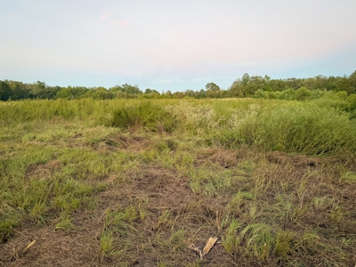 Recreational Hunting Land For Auction in Winnsboro TX - image 38