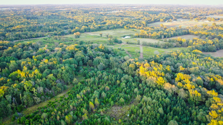 Recreational Hunting Land For Auction in Winnsboro TX - image 9