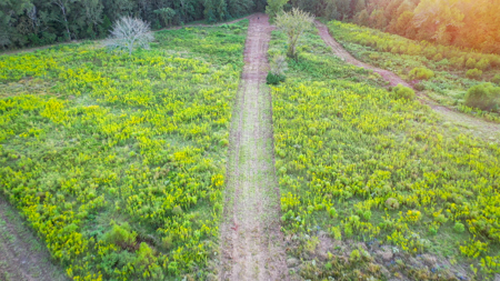 Recreational Hunting Land For Auction in Winnsboro TX - image 16