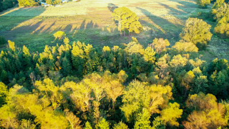 Recreational Hunting Land For Auction in Winnsboro TX - image 24