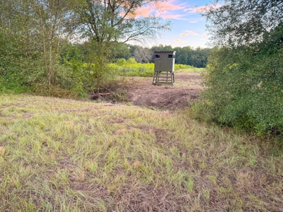 Recreational Hunting Land For Auction in Winnsboro TX - image 29