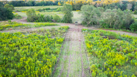 Recreational Hunting Land For Auction in Winnsboro TX - image 11