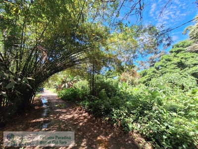 Titled Land in Big Creek, Bocas del Toro, Panama - image 1