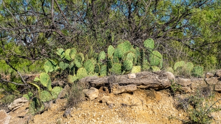 Breckenridge Texas Ranch & Hunting Land West of Fort Worth - image 11