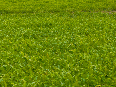 Irrigated Farm For Sale Louisiana - image 41