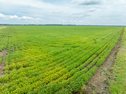 Irrigated Farm For Sale Louisiana - image 39