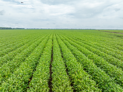 Irrigated Farm For Sale Louisiana - image 21
