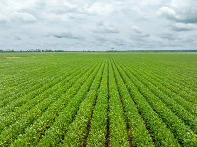 Irrigated Farm For Sale Louisiana - image 23