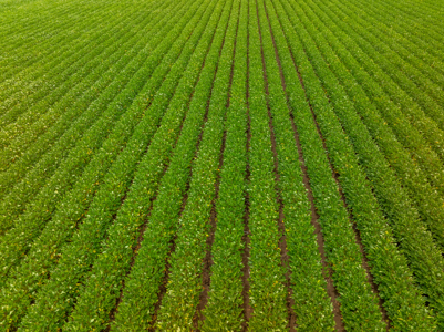 Irrigated Farm For Sale Louisiana - image 22