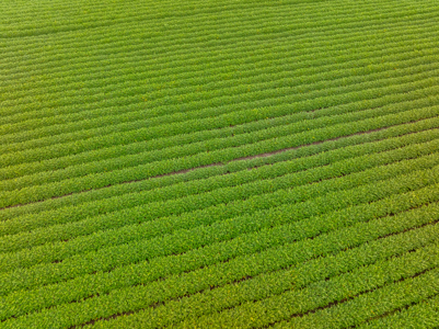 Irrigated Farm For Sale Louisiana - image 33