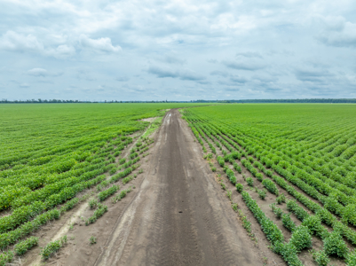 Irrigated Farm For Sale Louisiana - image 18