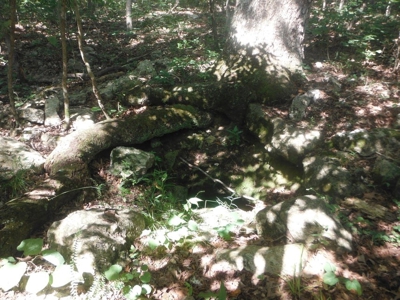 155 Secluded Acres with Cave, Spring & Marketable Timber - image 28