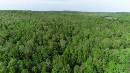 155 Secluded Acres with Cave, Spring & Marketable Timber - image 15