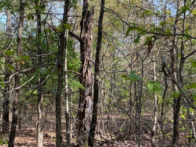 155 Secluded Acres with Cave, Spring & Marketable Timber - image 6
