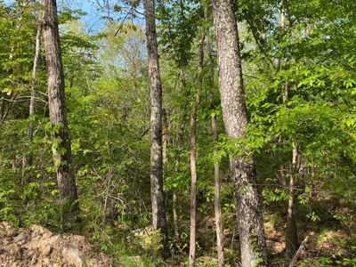 155 Secluded Acres with Cave, Spring & Marketable Timber - image 13
