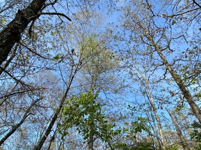 155 Secluded Acres with Cave, Spring & Marketable Timber - image 4