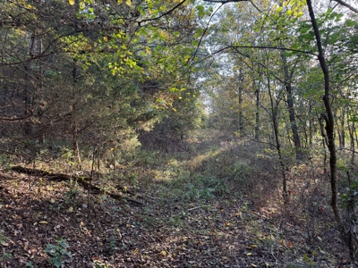 Cattle Farm with Hunting Opportunities in Dixon, MO - image 14
