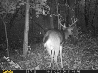 Cattle Farm with Hunting Opportunities in Dixon, MO - image 34