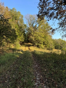 Cattle Farm with Hunting Opportunities in Dixon, MO - image 13