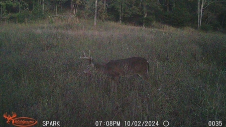 Cattle Farm with Hunting Opportunities in Dixon, MO - image 37